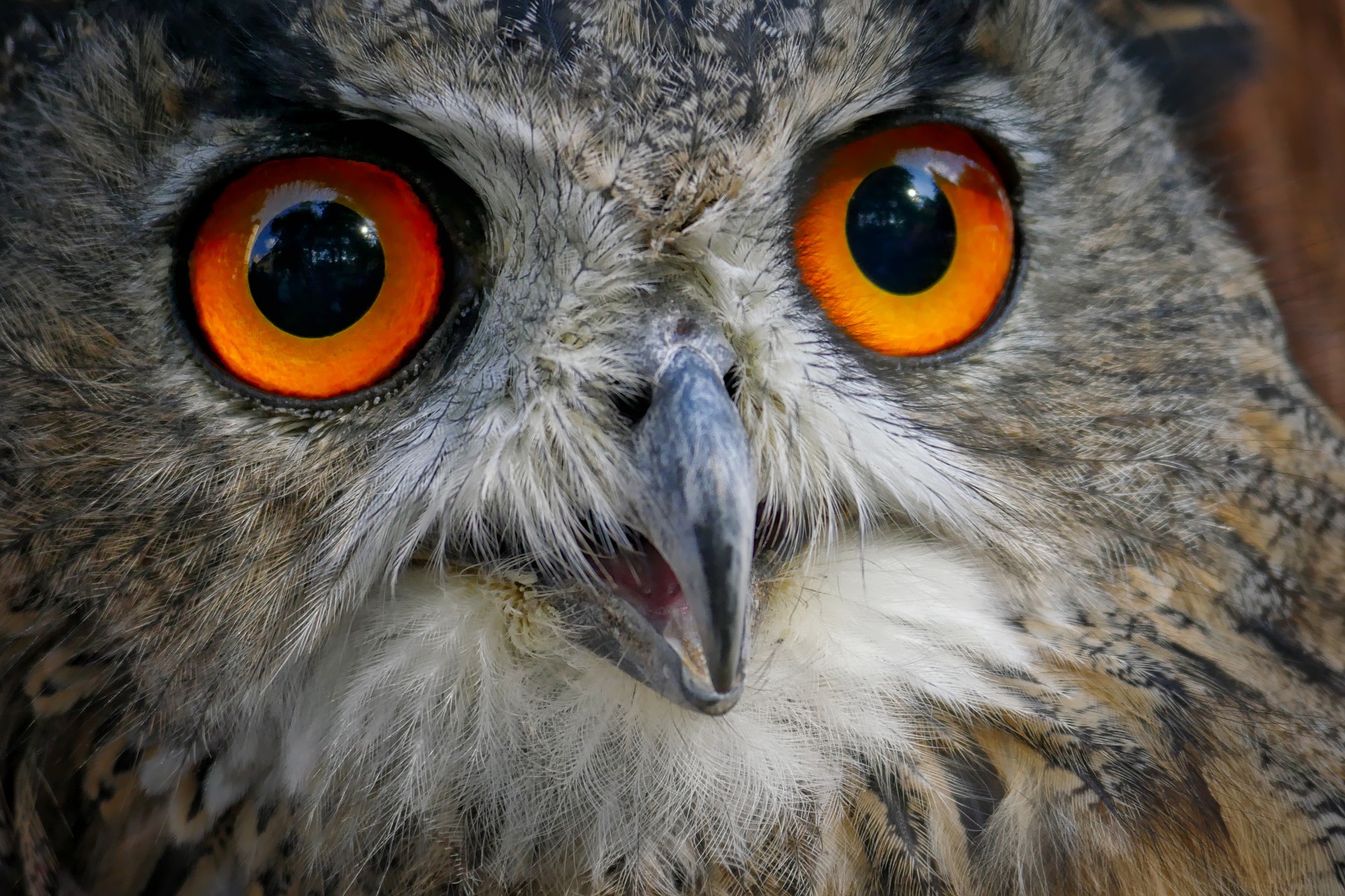 Глазки птицы. Филин (the Owl) 1991. Глаза Совы. Филин глаза. Сова с выпученными глазами.